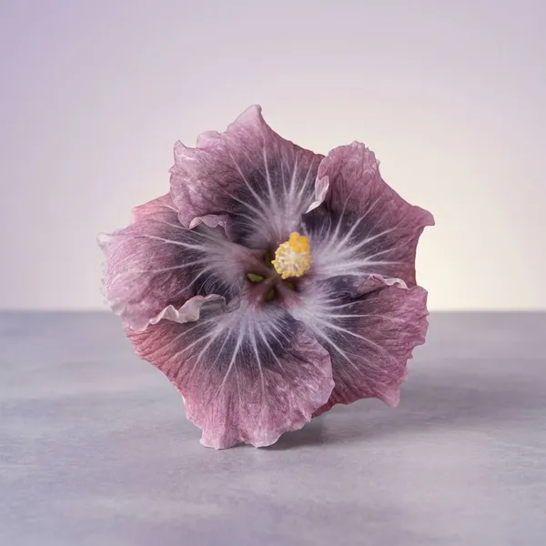 Asia_Purple_Temptation_Hibiscus_Plant_-_Exotic_Pink_Flowering_Variety