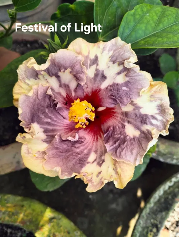 Festival_of_Light_Hibiscus_Plant_-_Variegated_Purple_and_Cream_Flowering_Plant