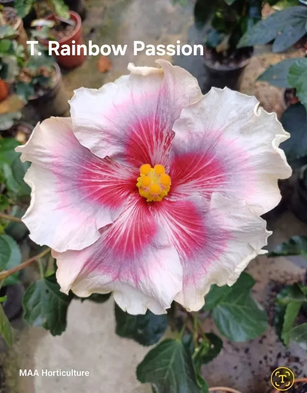 T._Rainbow_Passion_Hibiscus_Plant_-_Live_Flowering_Plant_with_Multicolor_Blooms
