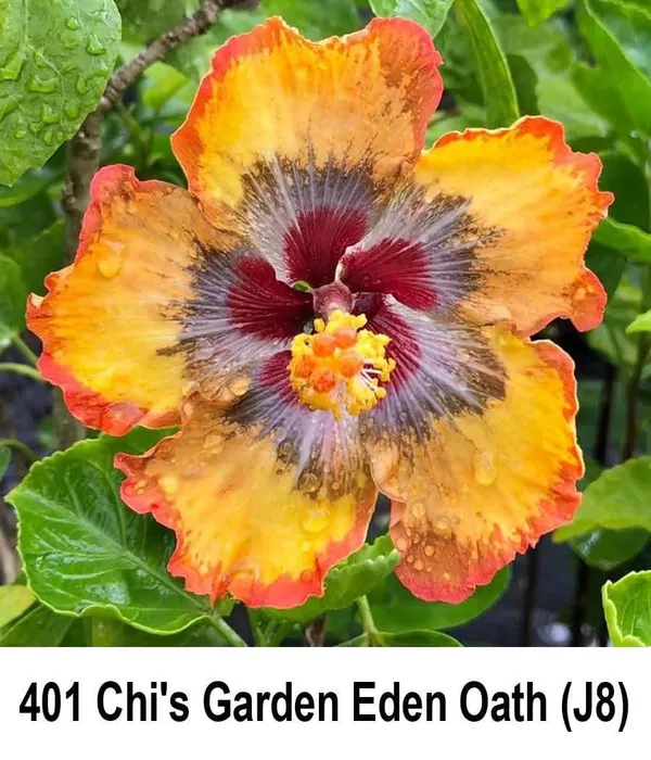 Chi's_Garden_Eden_Oath_(J8)_Hibiscus_Plant_-_Orange_Yellow_with_Burgundy_Center