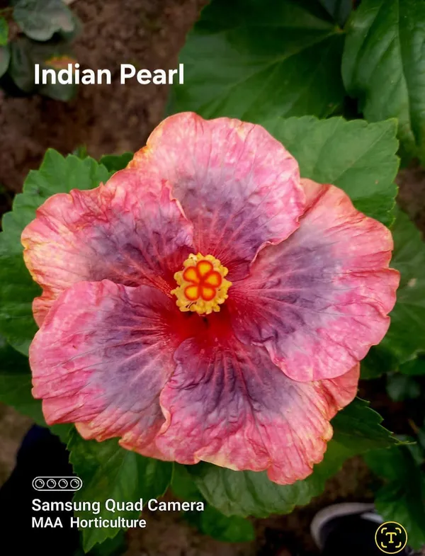 Indian_Pearl_Hibiscus_Plant_-_Live_Flowering_Plant_with_Multicolor_Blooms