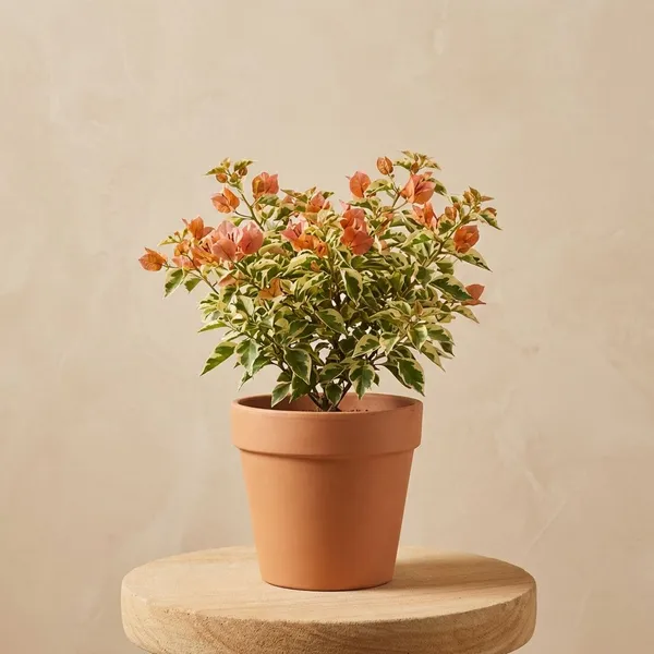 Veena_Orange_Variegated__Bougainvillea_Plant