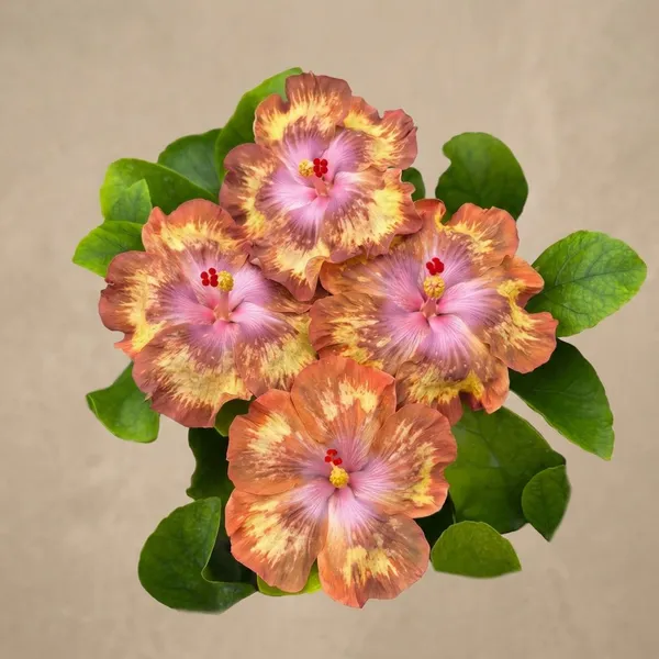 Antique_Treasure_Hibiscus_-_Multicolor_Flowering_Plant