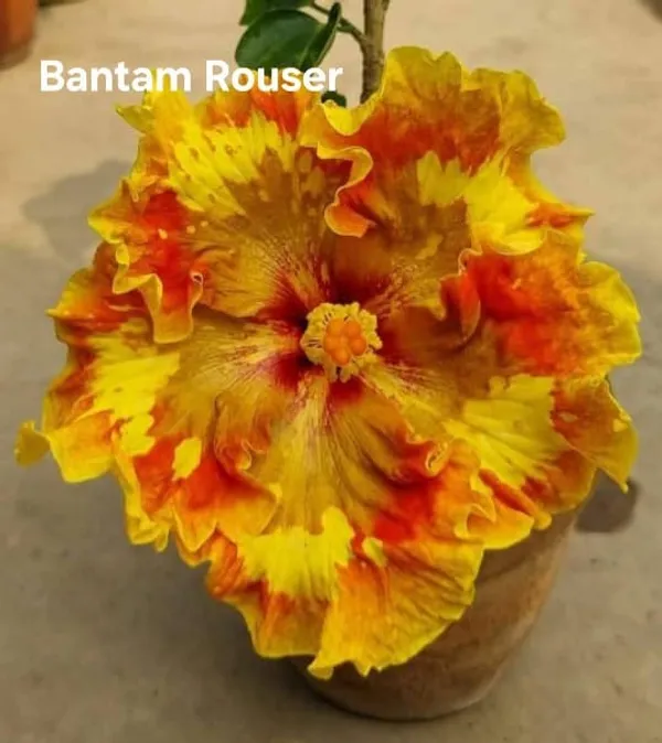 Bantam_Rouser_Hibiscus_Live_Flowering_Plant_-_Yellow_Orange_Ruffled_Blooms