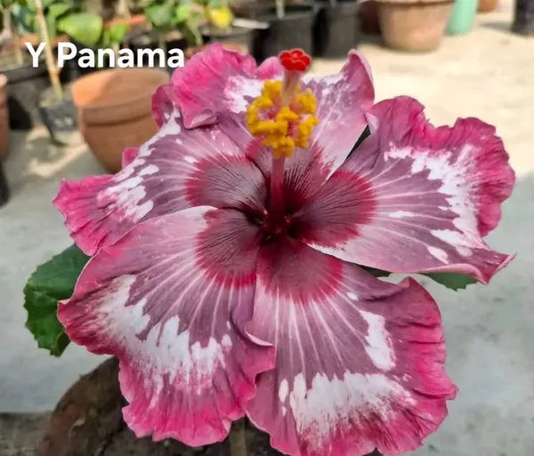 Y_Panama_Hibiscus_Plant_-_Variegated_Pink_and_Purple_Flowering_Variety