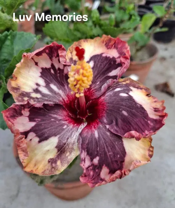 Luv_Memories_-_Premium_Hibiscus_Flower_Plant