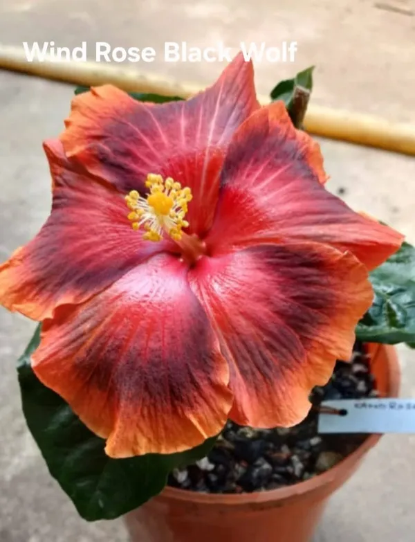 Wind_Rose_Black_Wolf_Hibiscus_Plant_-_Live_Flowering_Plant_in_Pot