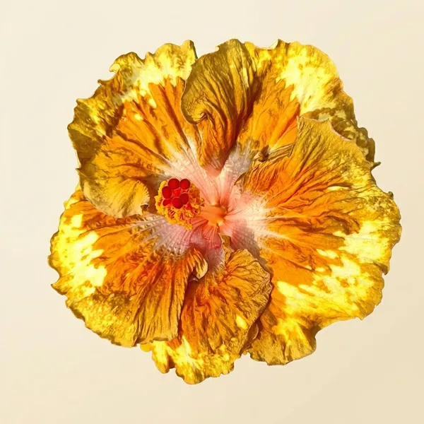 Bhasma_Hibiscus_Plant_-_Yellow-Orange_Variegated_Flowering_Shrub