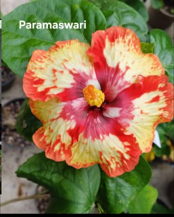 Paramaswari_Hibiscus_Plant_-_Variegated_Red_and_Yellow_Flowering_Plant