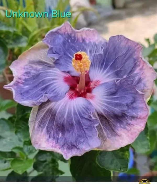 Blue-Purple_Hibiscus_Flower_Plant_-_Rare_Color_Variant_Unknown_Blue