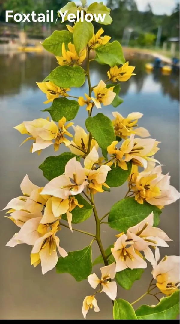 Foxtail_Yellow_Live_Bougainvellia_Plants__-_Decorative_Floral_Arrangement