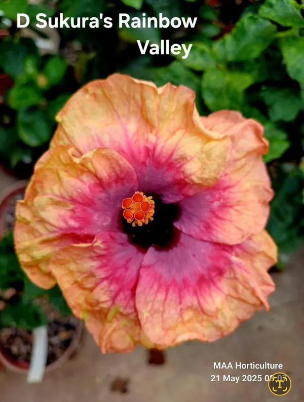 D_Sukura's_Rainbow_Valley_Hibiscus_Plant_-_Live_Flowering_Plant