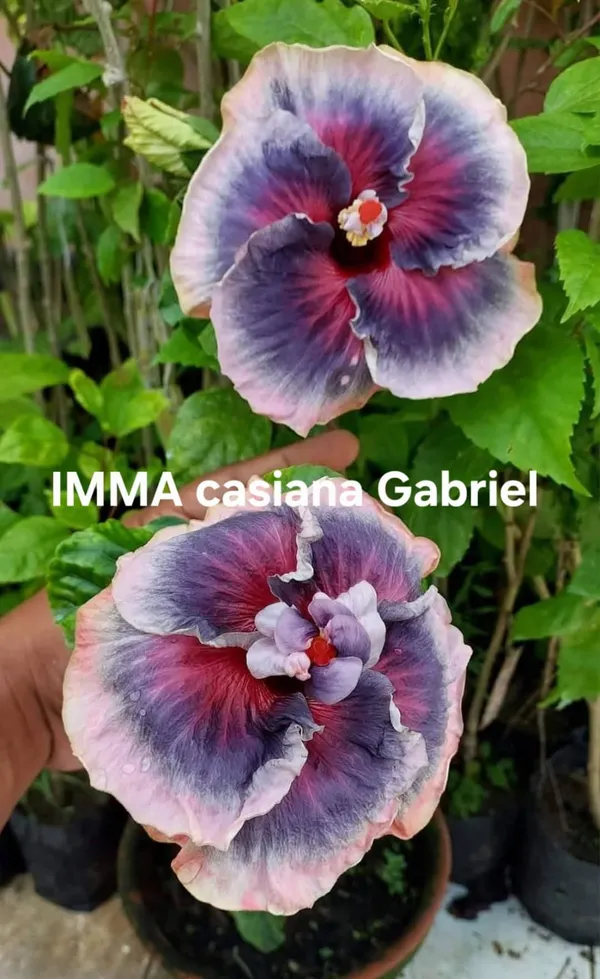 IMMA_Casiana_Gabriel_Hibiscus_Plant_-_Bicolor_Purple_and_Pink_Flowering_Plant