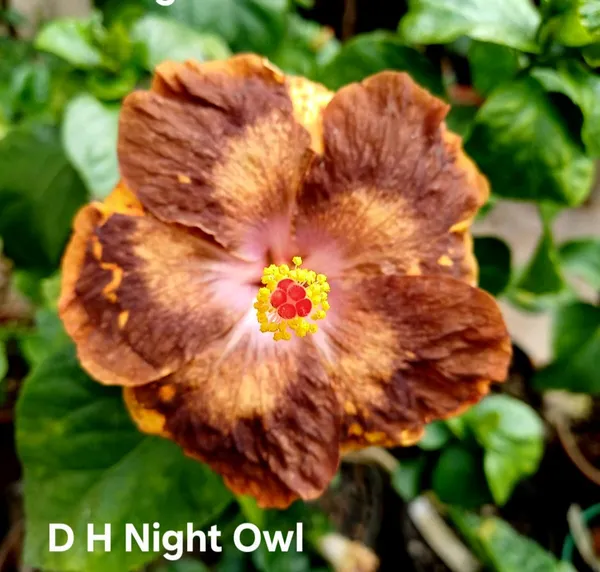 D_H_Night_Owl_Hibiscus_Plant_-_Live_Flowering_Plant_with_Unique_Brown-Copper_Blooms