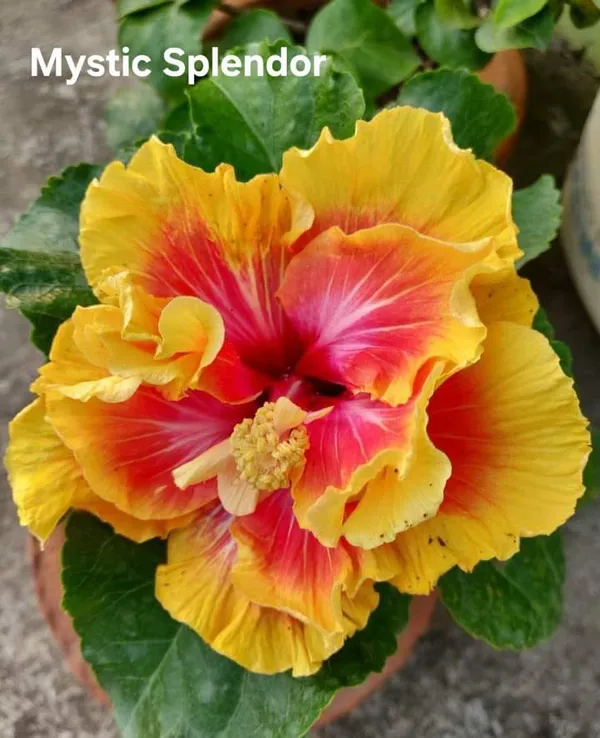 Mystic_Splendor_Hibiscus_Plant_-_Yellow_with_Pink_Center_Malti_PetalTropical_Flower