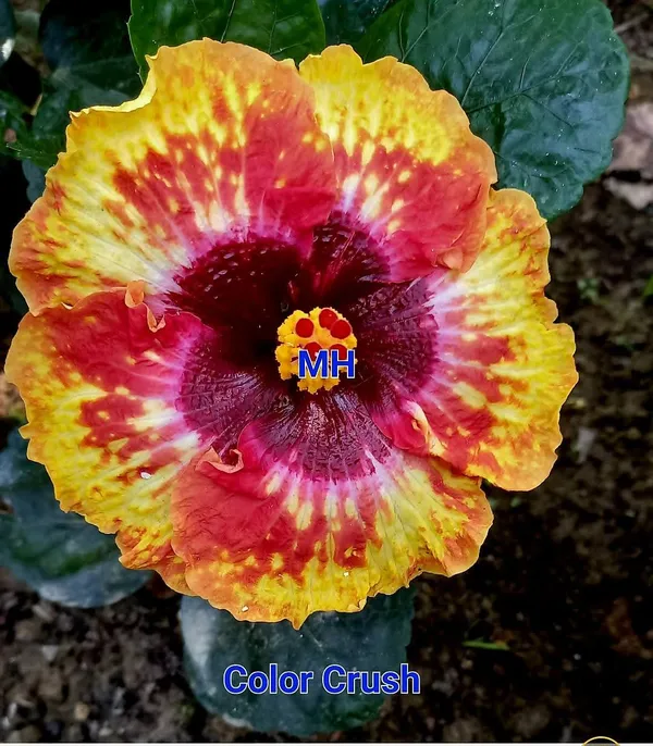 Color_Crush_Multicolor_Hibiscus_Plant_-_Yellow,_Pink_&_Burgundy_Gradient_Bloom