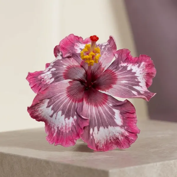 Y_Panama_Hibiscus_Plant_-_Variegated_Pink_and_Purple_Flowering_Variety