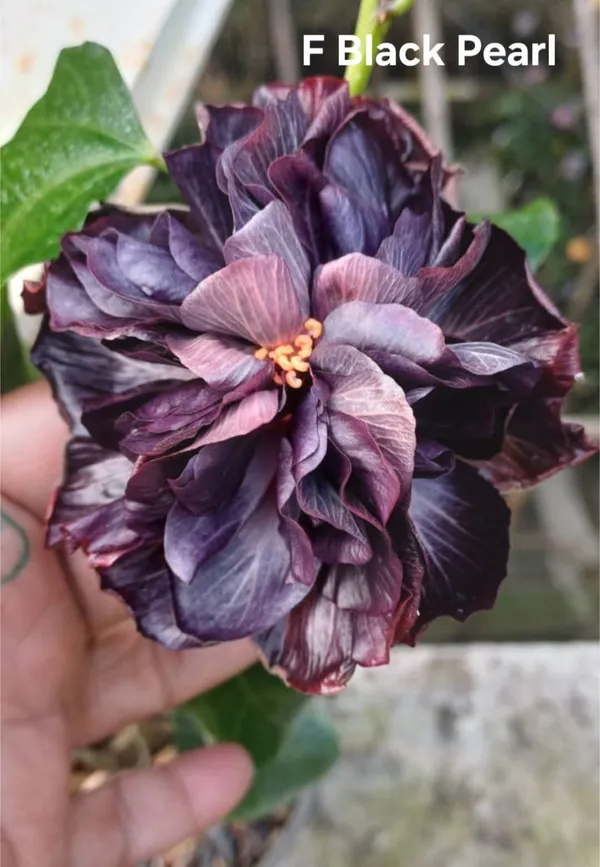 F_BLACK_PEARL