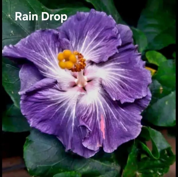 RAIN_DROP