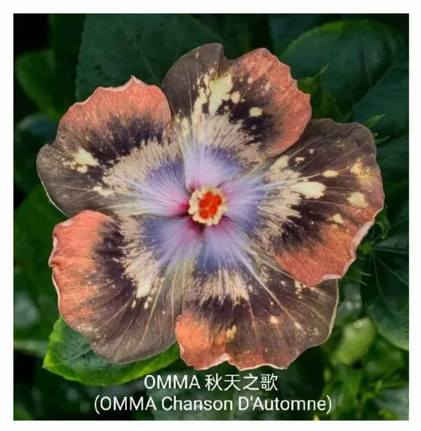 OMMA_CHANSON_D_AUTOMNE
