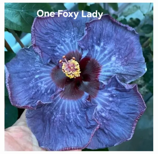 ONE_FOXY_LADY