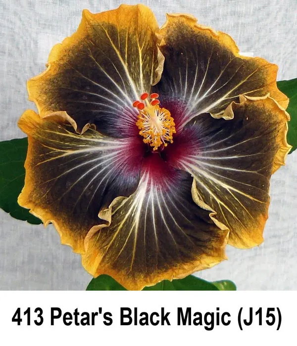 PETERS_BLACK_MAGIC