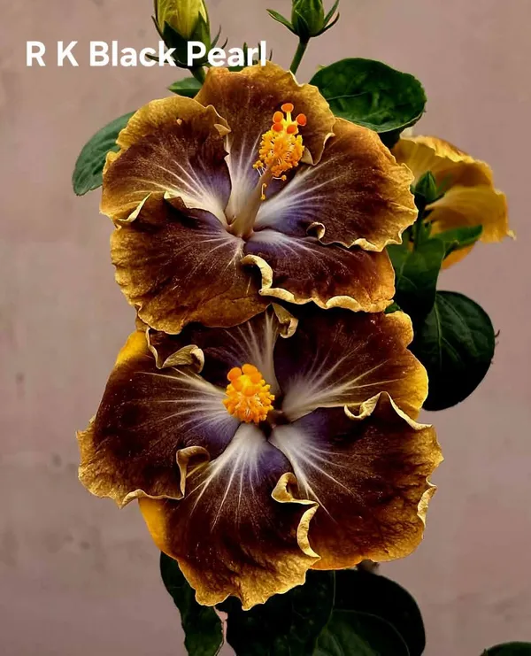 R_K_BLACK_PEARL_Hibiscus