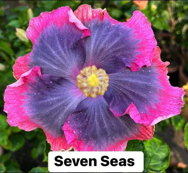 SEVEN_SEAS