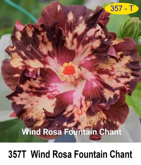 W_R_FOUNTAIN_CHANT