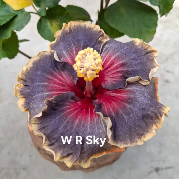 W_R_SKY