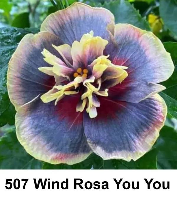 W_R_YOU_YOU