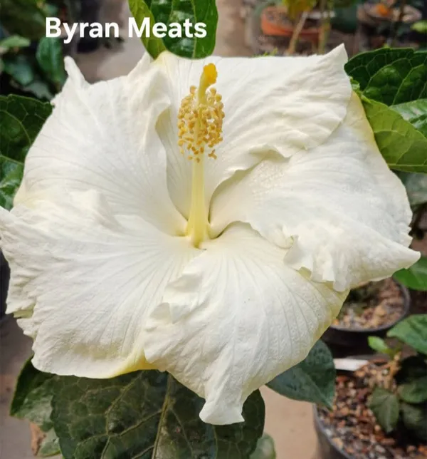BYRON_MEATS