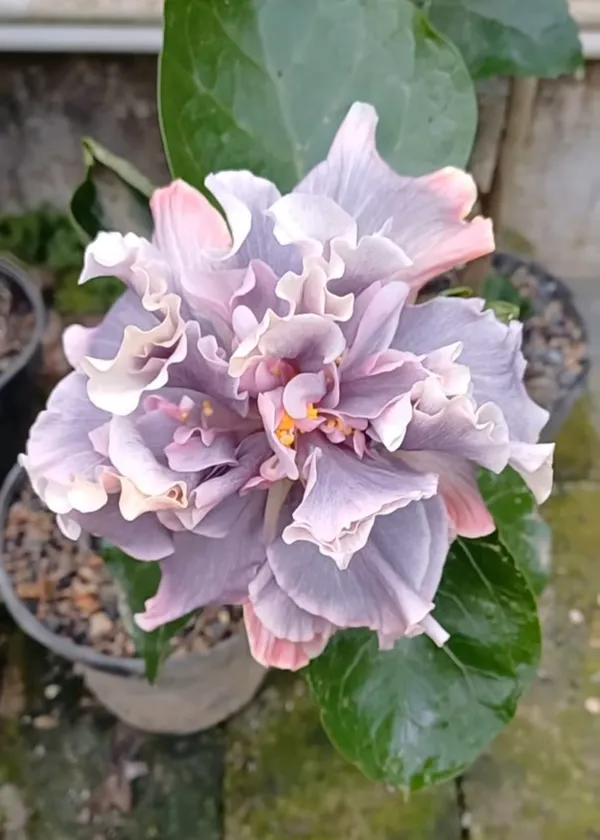 FORMOSA_RED_BELL