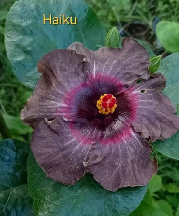 HAIKU