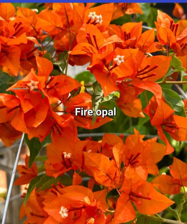 BUTTER_CUP_Bougainvillea_plant