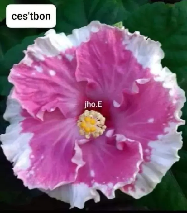 Ces'tbon'_Tropical_Hibiscus__-_Pink_&_White_Ruffled_Bloom_Variety