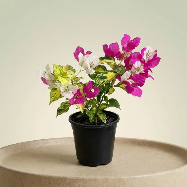 Persona_Borneo_Variegated_Bougainvillea_Plant_-_Pink_and_White_Flowering_Ornamental_Plant