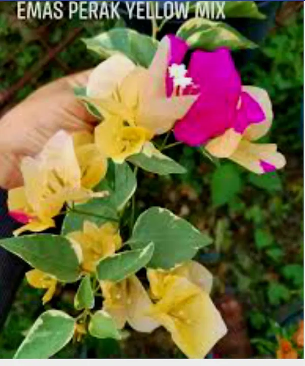 Bougainvillea_Emas_Perak_Yellow_Mix_-_Flowering_Plant_with_Variegated_Blooms