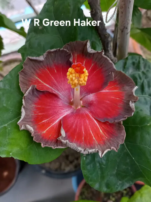 WR_Green_Haker_Hibiscus_Plant_-_Deep_Red_&_Purple_Bicolor_Tropical_Flowering_Plant