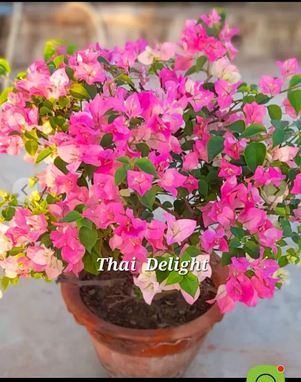 Thai_Delight_Bougainvillea_Plant__-_Pink_and_Light_Pink_Mixed_Blooms