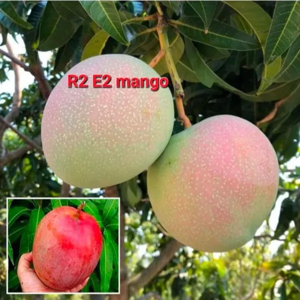 R2_E2_MANGO_PLANTS