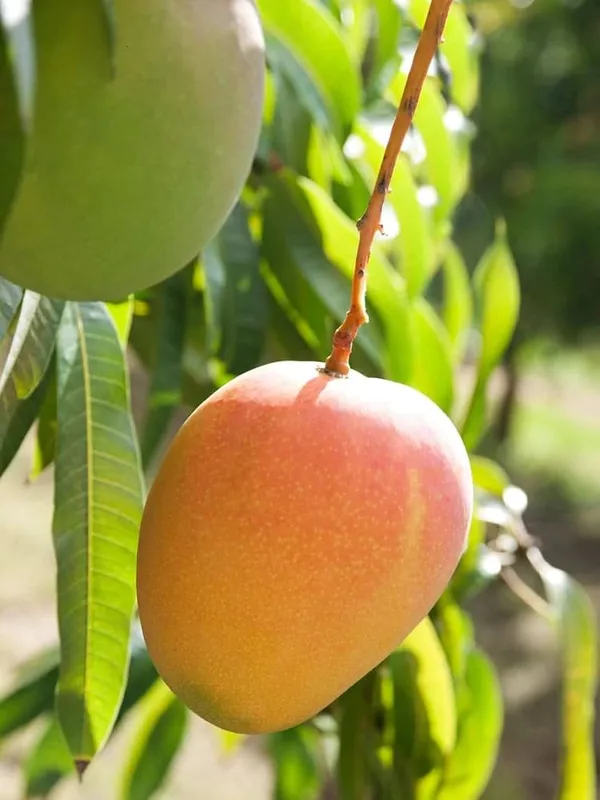 RATNAGIRI_ALPHANSO_MANGO_PLANTS