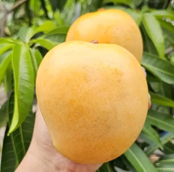 RATNAGIRI_ALPHANSO_MANGO_PLANTS