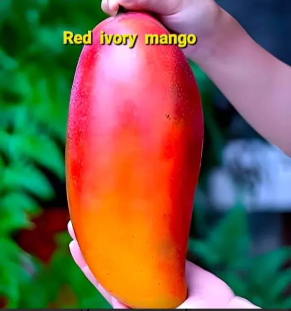 RED_IVORY_MANGO_PLANTS