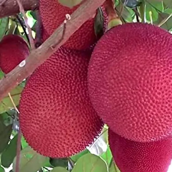RED_JACKFRUIT_PLANTS