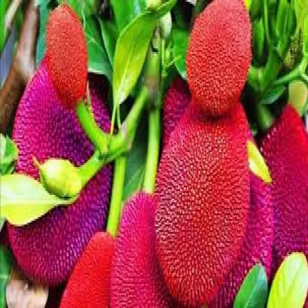 RED_JACKFRUIT_PLANTS