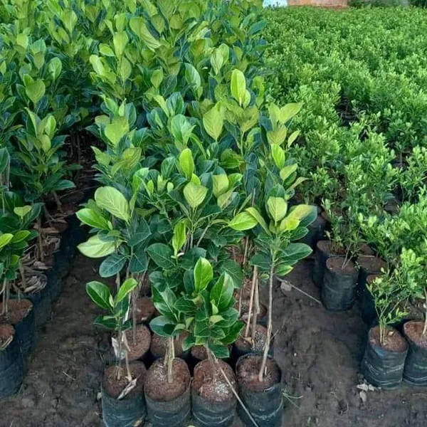 RED_JACKFRUIT_PLANTS