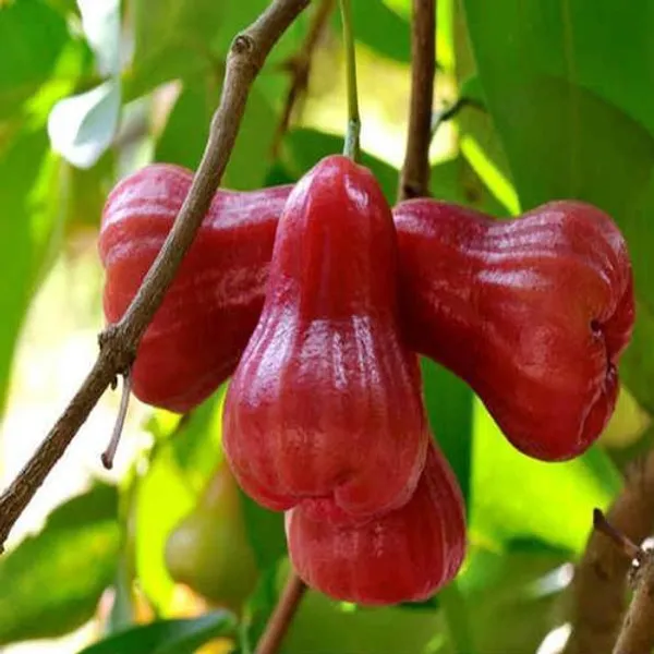 RED_MISSILE__WATER_APPLE_PLANTS