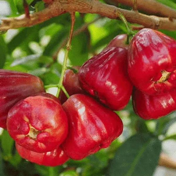 RED_MISSILE__WATER_APPLE_PLANTS