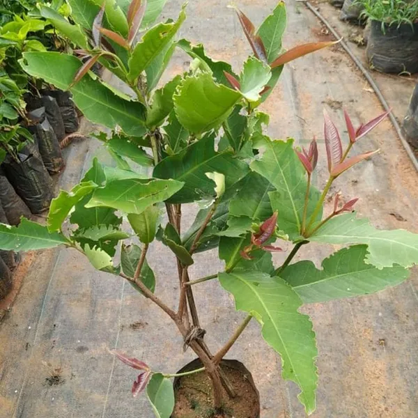 RED_MISSILE__WATER_APPLE_PLANTS